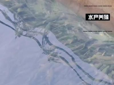 虎魚苗飼料品牌推薦，虎魚苗飼料品牌推薦，選擇優(yōu)質(zhì)魚飼料助力虎魚健康成長