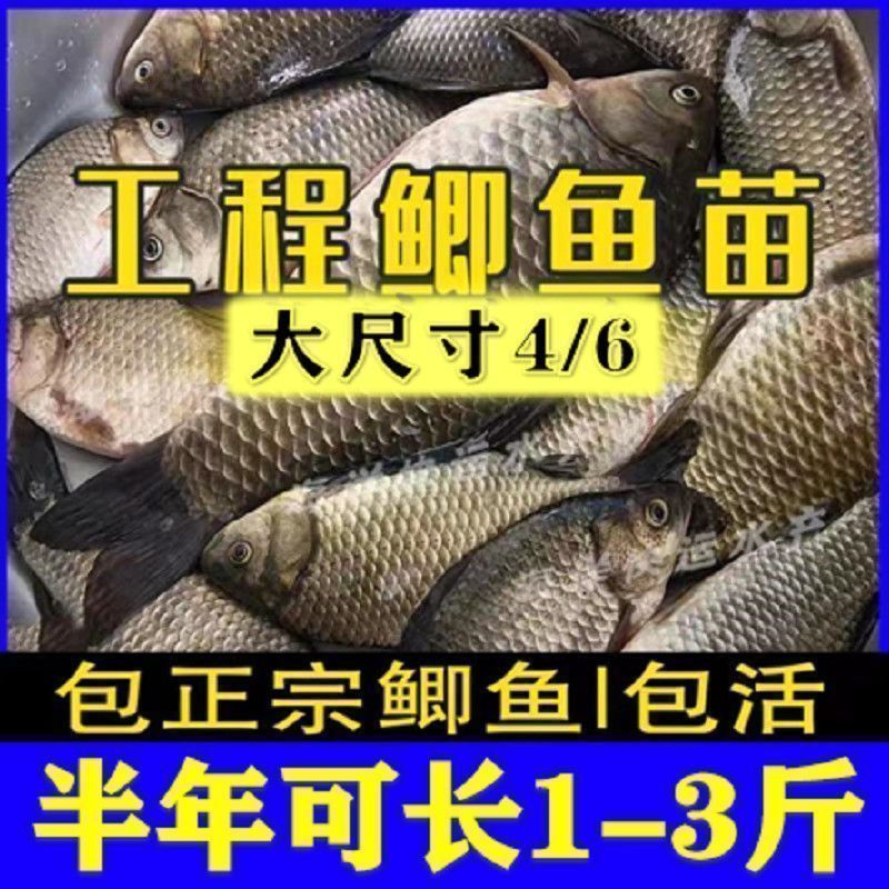 虎魚苗飼料品牌推薦，虎魚苗飼料品牌推薦，選擇優(yōu)質(zhì)魚飼料助力虎魚健康成長
