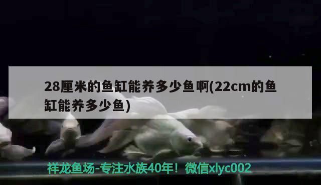 28厘米的魚缸能養多少魚啊(22cm的魚缸能養多少魚)