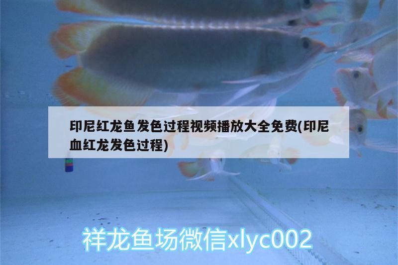 印尼紅龍魚發(fā)色過程視頻播放大全免費(印尼血紅龍發(fā)色過程)