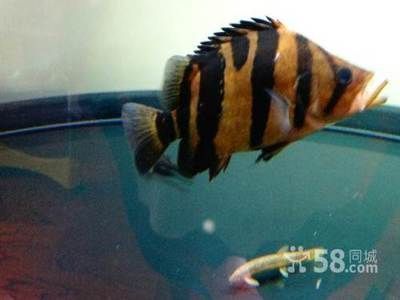 四紋虎魚缸尺寸與預(yù)算關(guān)系，四紋虎魚缸尺寸與預(yù)算之間存在著密切的關(guān)系