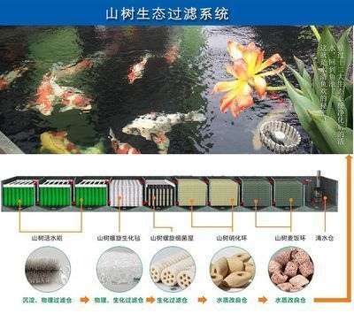 四紋虎魚缸尺寸與預(yù)算關(guān)系，四紋虎魚缸尺寸與預(yù)算之間存在著密切的關(guān)系