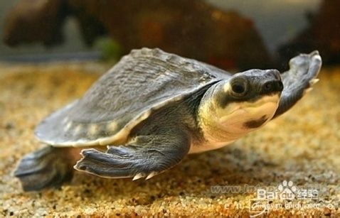 豬鼻龜品種不一樣顏色一樣嗎：豬鼻龜和甲魚的區別