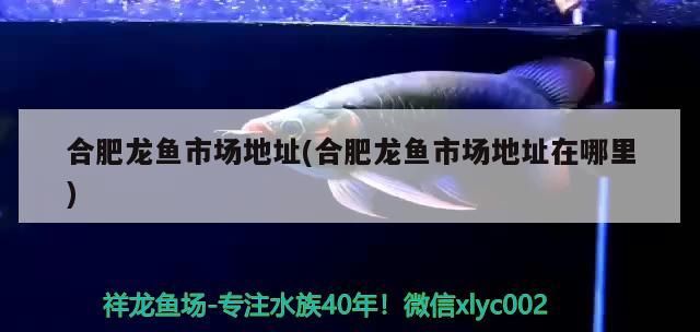 印尼大湖紅龍魚怎么養的活(印尼大湖紅龍魚怎么養的活啊)