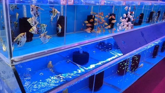 香港觀賞魚批發市場，香港觀賞魚市場價格對比，香港仔市場觀賞魚種類