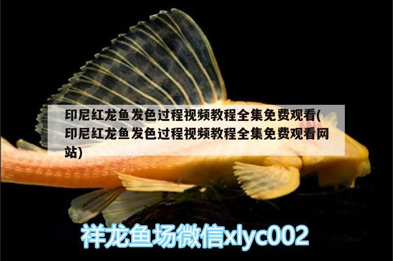 印尼紅龍魚發(fā)色過程視頻教程全集免費(fèi)觀看(印尼紅龍魚發(fā)色過程視頻教程全集免費(fèi)觀看網(wǎng)站)