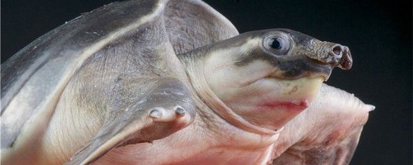 豬鼻龜喂食頻率