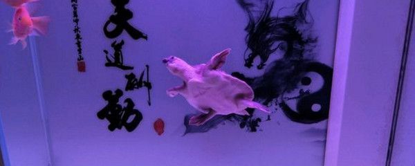 豬鼻龜喂食頻率