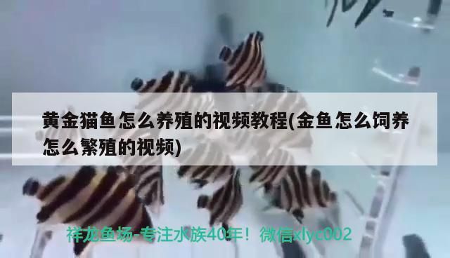 黃金貓魚怎么養殖的視頻教程(金魚怎么飼養怎么繁殖的視頻)