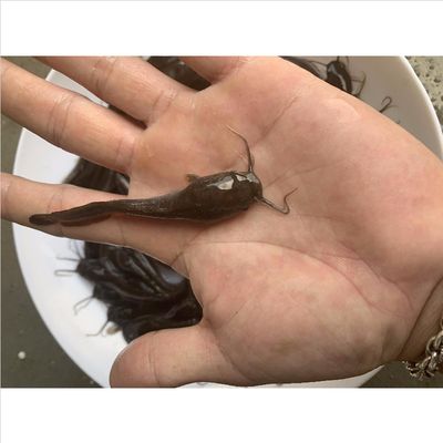 鼠魚養(yǎng)幾條合適的魚缸(一個缸最好養(yǎng)幾種鼠魚適合)