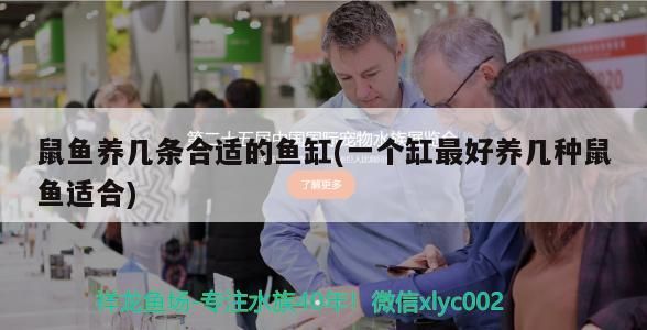 鼠魚養(yǎng)幾條合適的魚缸(一個缸最好養(yǎng)幾種鼠魚適合)
