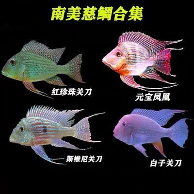 元寶鳳凰魚和關(guān)刀魚的區(qū)別是什么：元寶鳳凰魚與關(guān)刀魚的區(qū)別