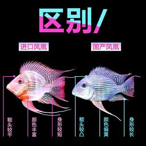 元寶鳳凰魚和關刀魚的區別是什么：元寶鳳凰魚與關刀魚的區別