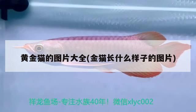 黃金貓的圖片大全(金貓長什么樣子的圖片)