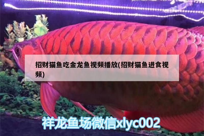 招財貓魚吃金龍魚視頻播放(招財貓魚進食視頻)