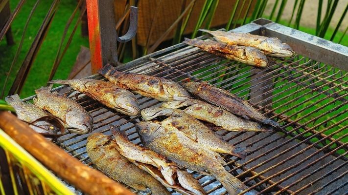 龍魚不兇猛 龍魚不兇猛 龍魚百科 第3張