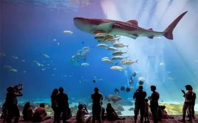 水族館有些什么（上海海洋水族館特色展覽介紹水族館互動(dòng)體驗(yàn)有哪些）
