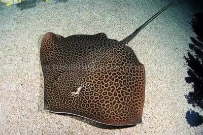 魟魚拉屎：魟魚的排便情況如何判斷