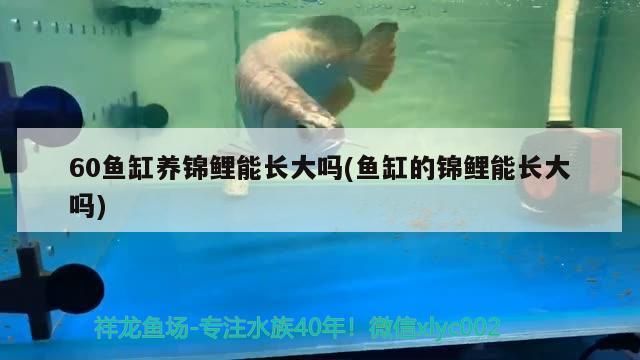 60魚缸養錦鯉能長大嗎(魚缸的錦鯉能長大嗎)