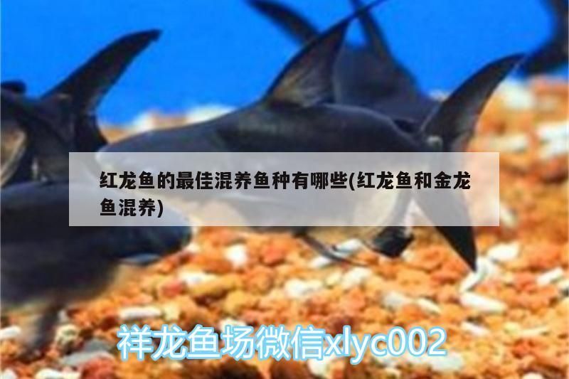 紅龍魚的最佳混養魚種有哪些(紅龍魚和金龍魚混養)