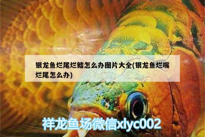 銀龍魚爛尾爛鰭怎么辦圖片大全(銀龍魚爛嘴爛尾怎么辦)