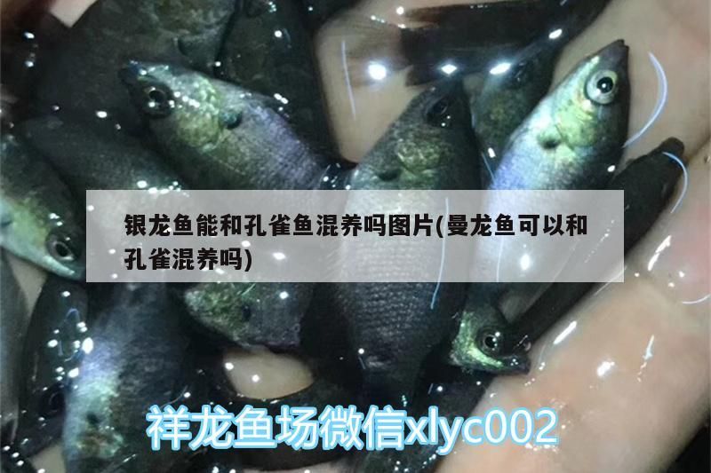銀龍魚能和孔雀魚混養嗎圖片(曼龍魚可以和孔雀混養嗎)