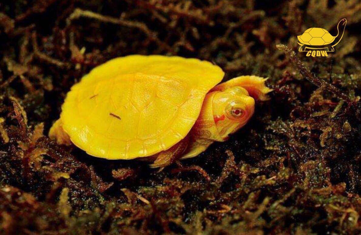 黃金貓是什么魚種的品種(黃金魚是什么魚種)