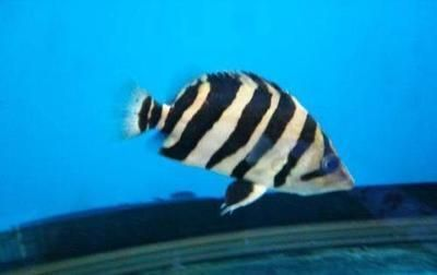 虎魚苗喂食頻率與量控制，虎魚苗喂食頻率與量控制是確保其健康成長的關鍵因素