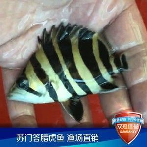虎魚苗喂食頻率與量控制，虎魚苗喂食頻率與量控制是確保其健康成長的關鍵因素