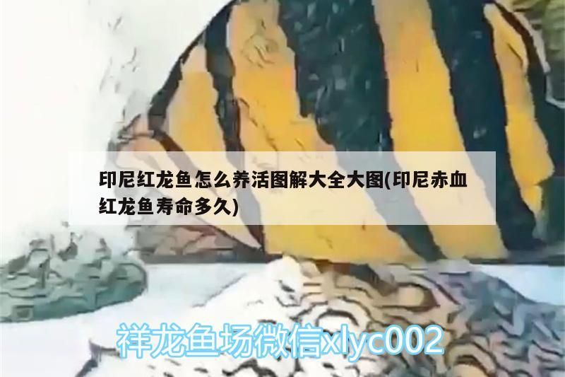 印尼紅龍魚怎么養活圖解大全大圖(印尼赤血紅龍魚壽命多久)