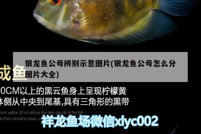 銀龍魚公母辨別示意圖片(銀龍魚公母怎么分圖片大全)