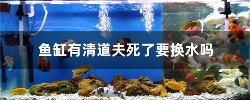 魚缸有清道夫死了要換水嗎