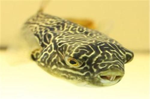 龍魚吃生豬肉