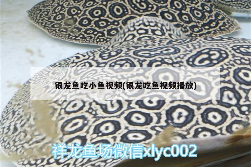 銀龍魚吃小魚視頻(銀龍吃魚視頻播放)