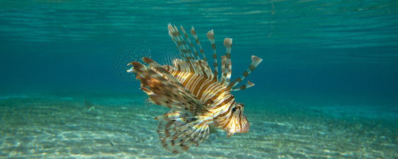 魚缸水溫和室溫一般差多少夏天如何降低魚缸溫度