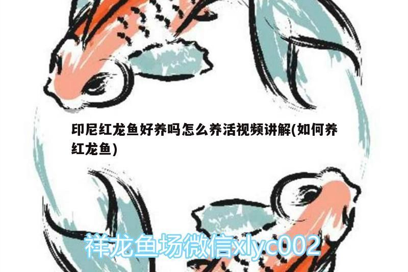 印尼紅龍魚好養(yǎng)嗎怎么養(yǎng)活視頻講解(如何養(yǎng)紅龍魚)
