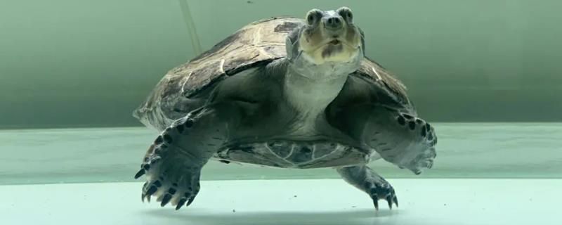 豬鼻龜是國家保護動物嗎可以買賣嗎：豬鼻龜屬于國家二級保護動物嗎