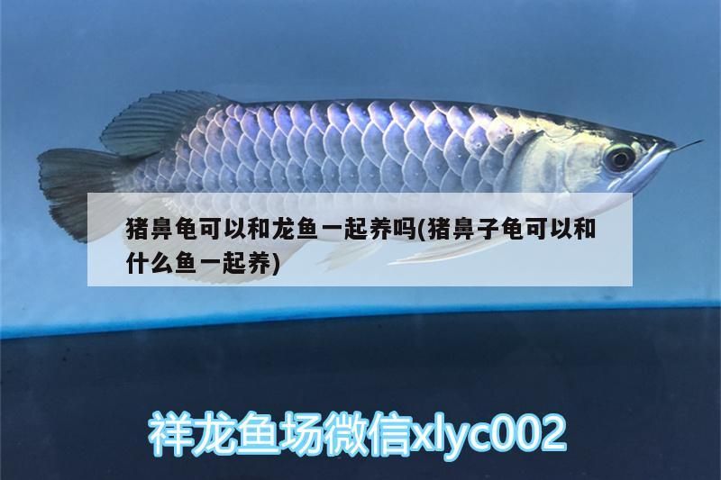豬鼻龜可以和龍魚一起養嗎(豬鼻子龜可以和什么魚一起養)