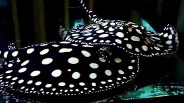 彩蝶魚缸底濾詳細圖片(彩蝶魚缸底濾濾材擺放)