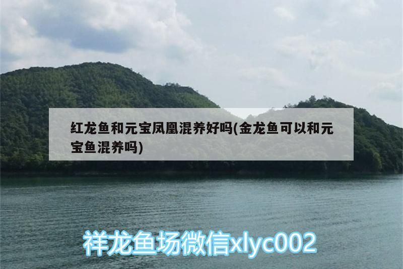 紅龍魚和元寶鳳凰混養(yǎng)好嗎(金龍魚可以和元寶魚混養(yǎng)嗎)