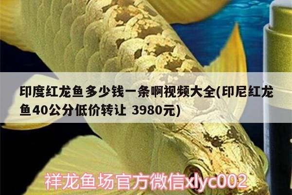 印度紅龍魚(yú)多少錢(qián)一條啊視頻大全(印尼紅龍魚(yú)40公分低價(jià)轉(zhuǎn)讓3980元)