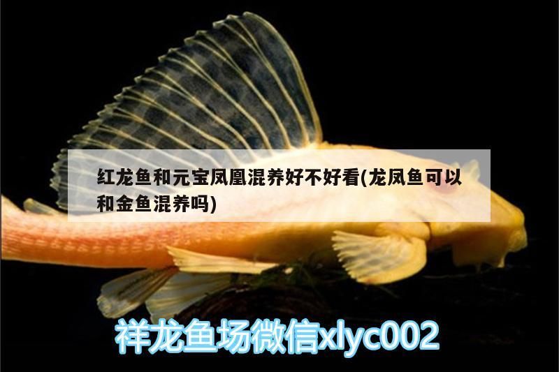 紅龍魚和元寶鳳凰混養好不好看(龍鳳魚可以和金魚混養嗎)