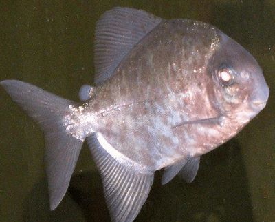 虎紋銀板魚活餌料獲取途徑，虎紋銀板魚活餌料家庭養(yǎng)殖技巧，水族店購買活餌料注意事項(xiàng)