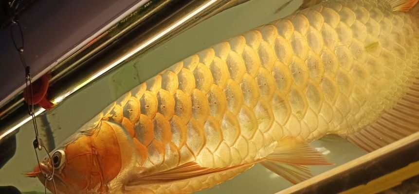 龍魚缸里長青苔好不好，青苔對龍魚健康的具體影響