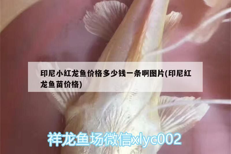 印尼小紅龍魚價格多少錢一條啊圖片(印尼紅龍魚苗價格)