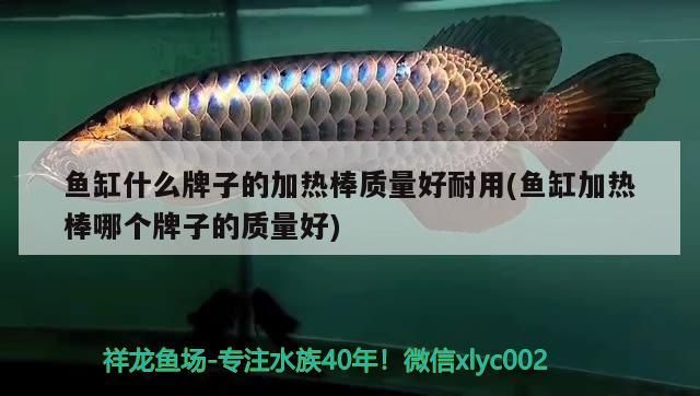 魚缸什么牌子的加熱棒質(zhì)量好耐用(魚缸加熱棒哪個牌子的質(zhì)量好)