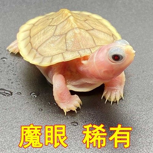 銀龍魚苗圖片大全欣賞圖(銀龍小魚苗)