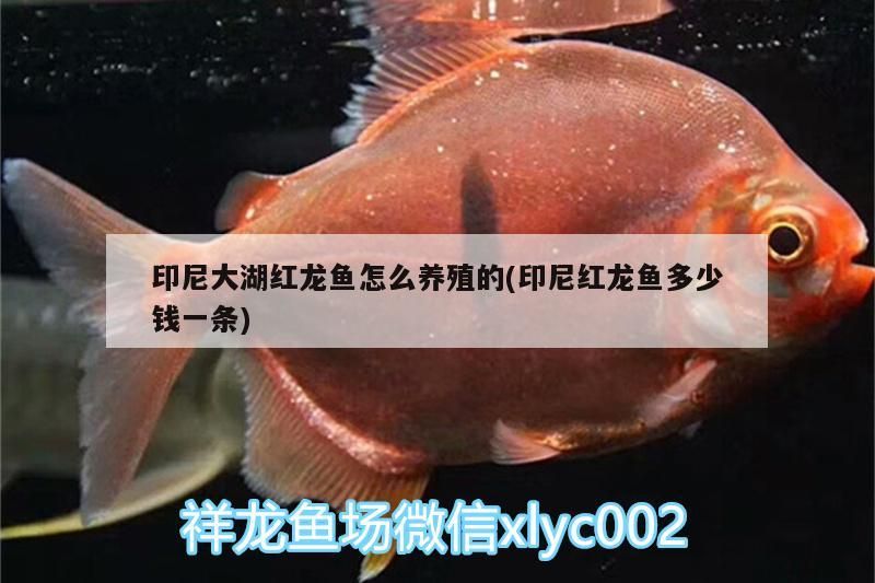 詳細(xì)閱讀:印尼大湖紅龍魚怎么養(yǎng)殖的(印尼紅龍魚多少錢一條) 印尼大湖紅龍魚怎么養(yǎng)殖的(印尼紅龍魚多少錢一條)