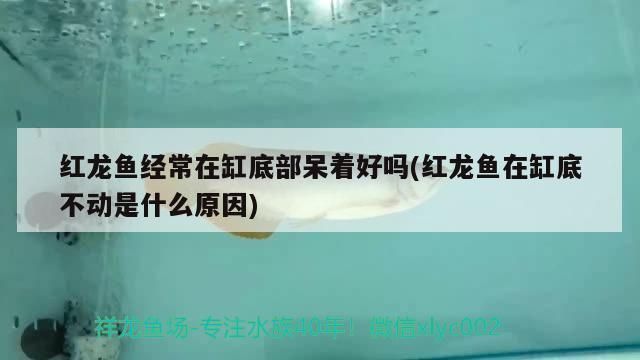 魚缸圖片簡筆畫大全大圖，如何畫逼真水草簡筆畫魚缸簡筆畫創意設計靈感兒童魚缸簡筆畫入門指南