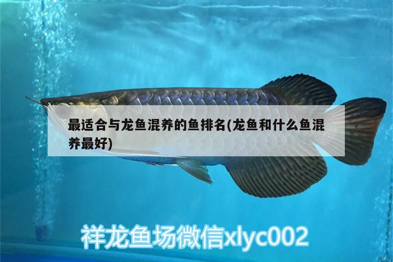 最適合與龍魚混養(yǎng)的魚排名(龍魚和什么魚混養(yǎng)最好)